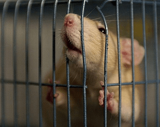 Rat In A Cage - Rpg - Gamekafe